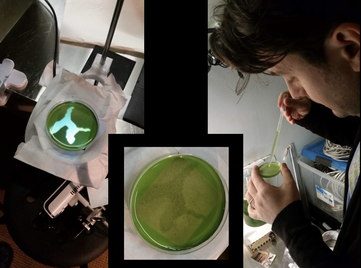 Experiments with euglena phototaxis
